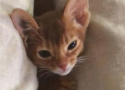 不露出纹身表情包