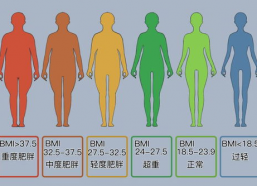 正常身材比例图片