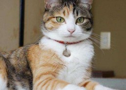 娱乐吃瓜猫咪视频大全
