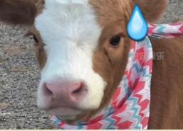 娱乐吃瓜酱灰太狼,揭秘娱乐圈背后的故事